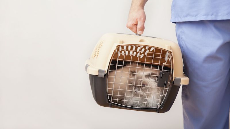 Cat in a cat carrier