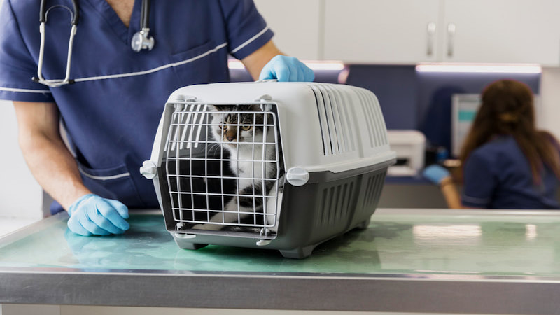 Cat in a cat carrier with a vet