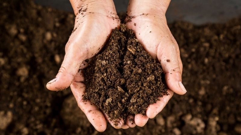 Peat free compost