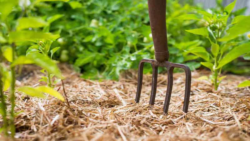 Brown garden fork