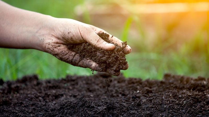 Compost pile