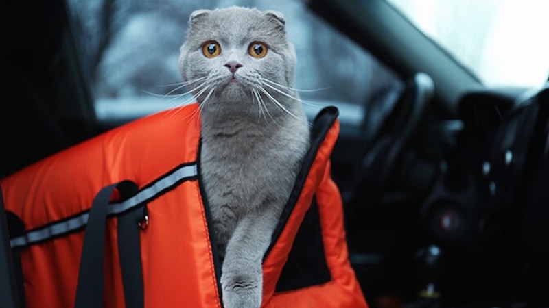 Rolling cat carrier