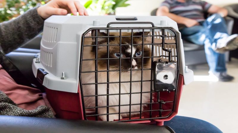 Placing cat carrier