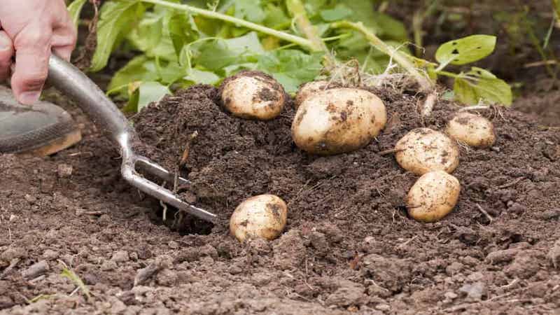 Potato garden fork