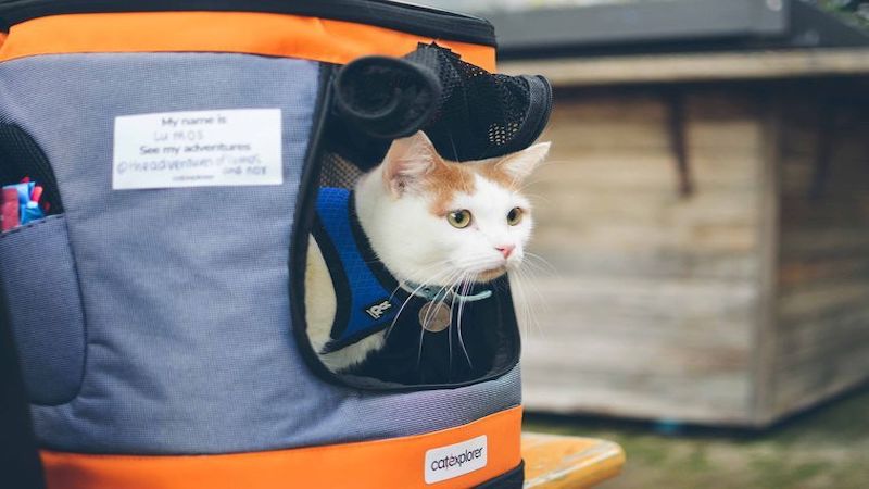 Fabric cat carrier