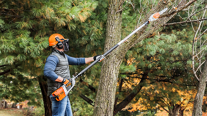 Pole chainsaw cutting a tree