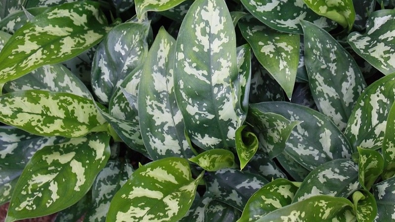 Aglaonema Maria plant