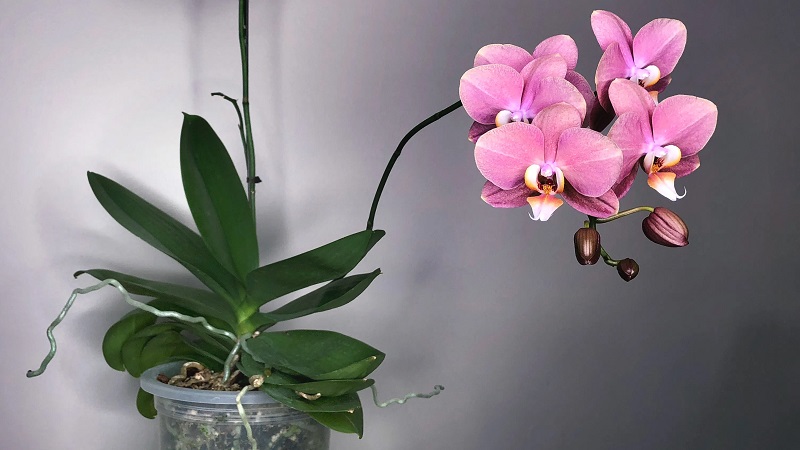 Phalaenopsis Orchid plant