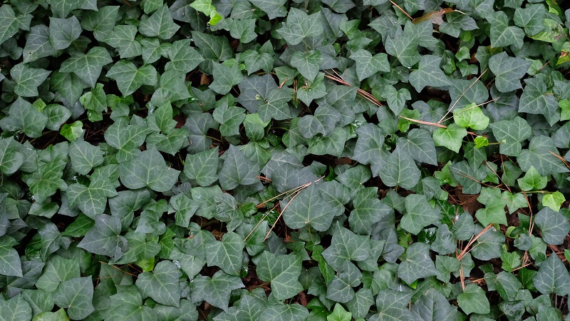 english ivy plant