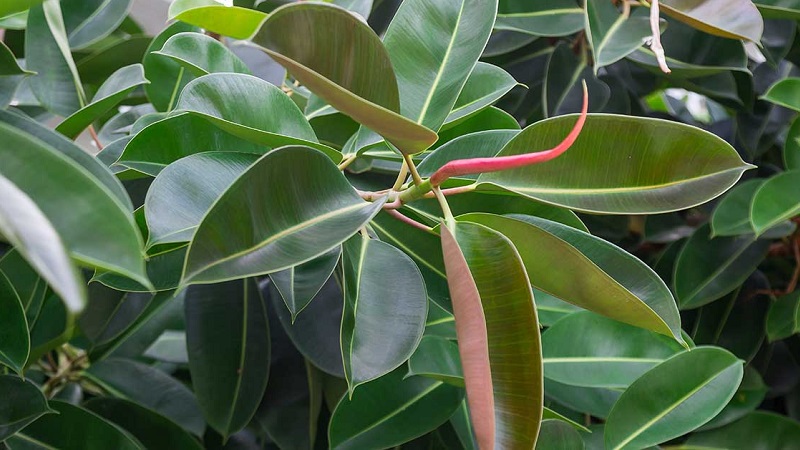 rubber tree plant