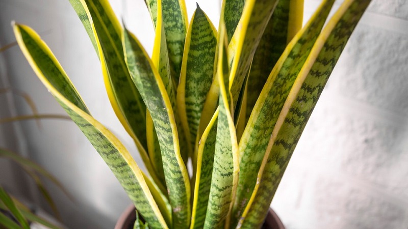 snake plant