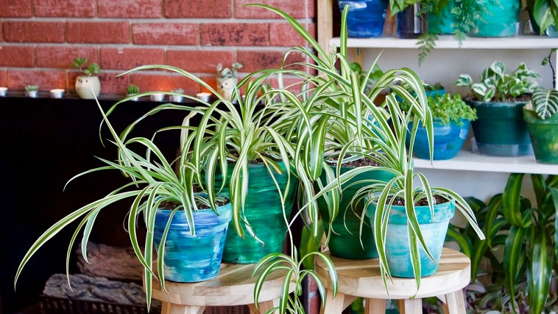 spider plant